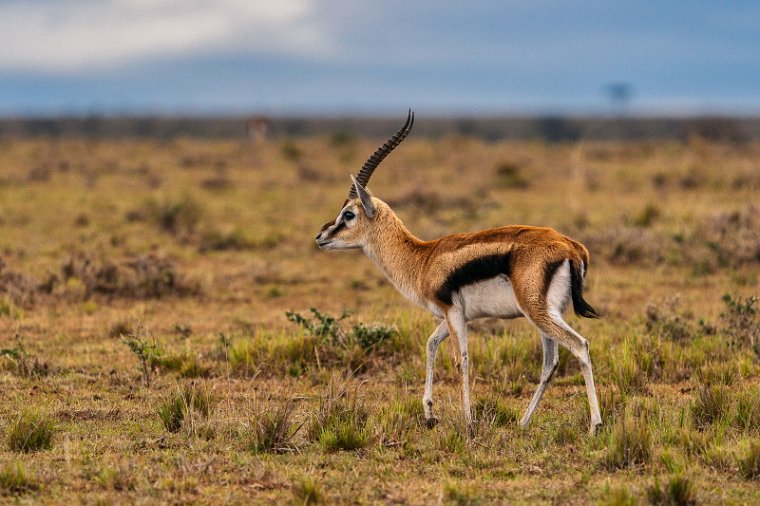 025 Masai Mara, thomsongazelle.jpg